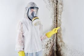 Best Asbestos and Lead Testing During Mold Inspection in Roseland, OH